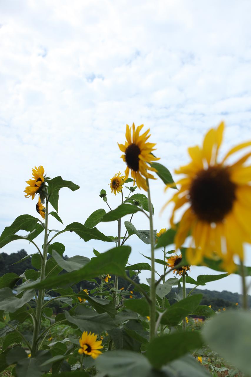 向日葵 绣球 玫瑰 月季 省植物园既可以赏花 还能赏乐 潇湘晨报网