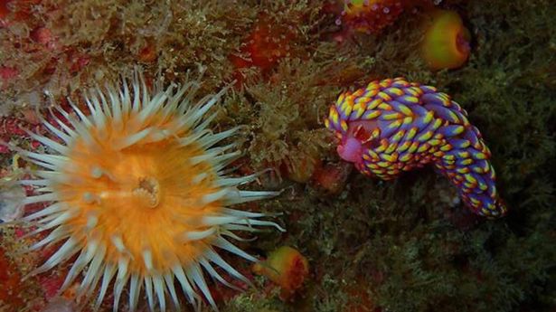五颜六色稀有海蛞蝓，在英国首次被发现