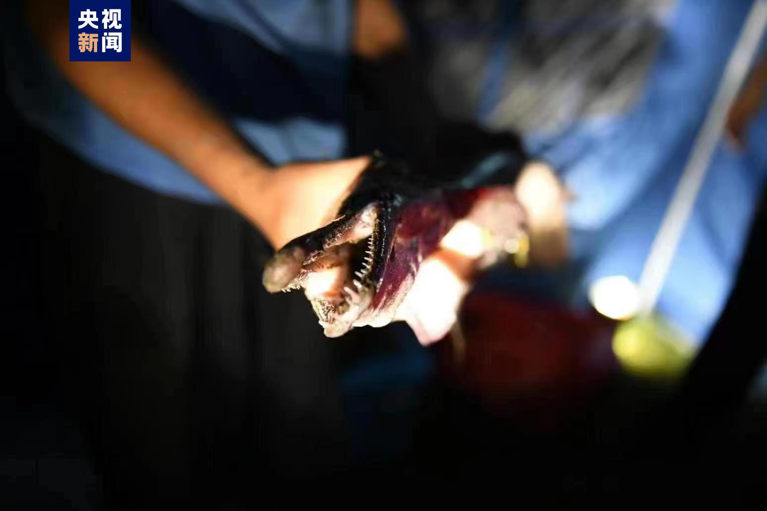 河南汝州城市公园云禅湖水域发现的“怪鱼”抓住了！系2条鳄雀鳝