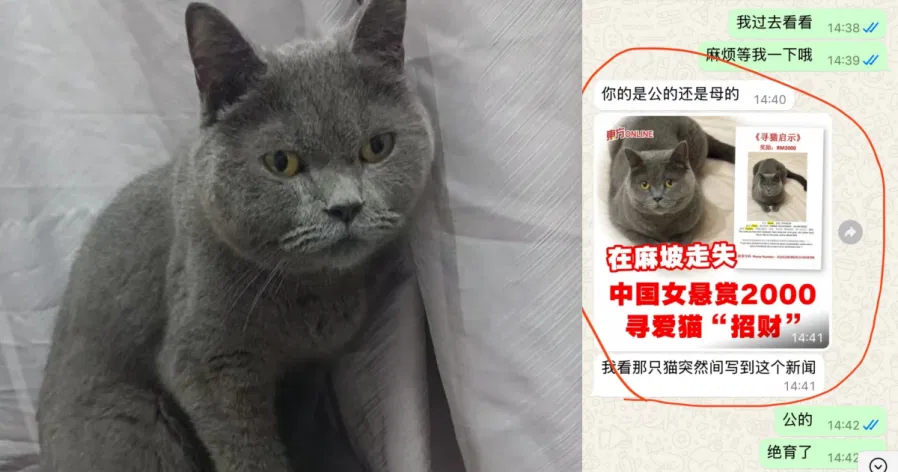中国女子马来西亚丢了猫，悬赏几千元等了40天终于寻回
